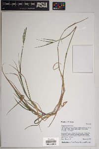 Paspalum distichum image