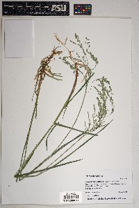 Glyceria elata image