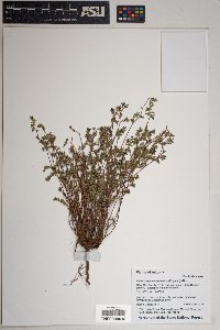 Chamaesyce capitellata image