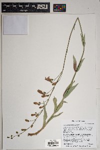 Penstemon nudiflorus image