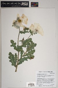 Argemone pleiacantha image