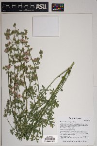 Sphaeralcea rusbyi image