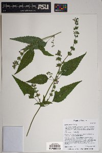 Salvia amissa image