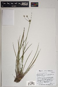 Juncus ensifolius var. montanus image