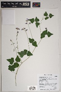 Phaseolus grayanus image
