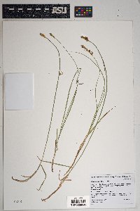 Carex siccata image