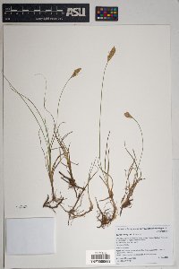 Carex douglasii image