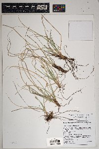 Carex geophila image
