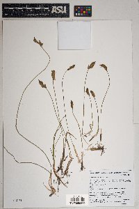 Carex douglasii image