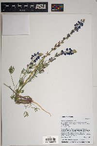 Lupinus sparsiflorus image