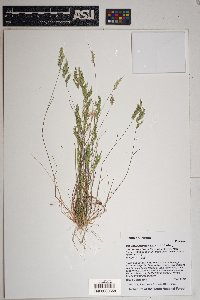 Schismus barbatus image