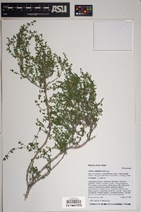 Galium stellatum image
