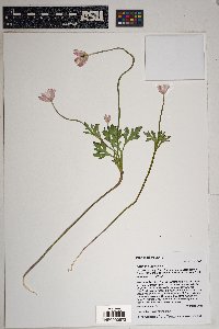 Anemone tuberosa image