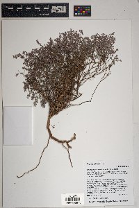 Euphorbia melanadenia image
