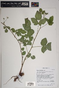 Rubus arizonensis image