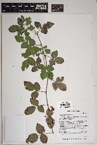 Rubus arizonensis image