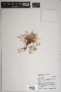 Montia fontana image