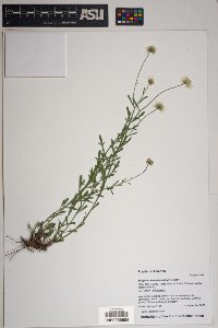 Erigeron neomexicanus image