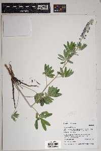 Lupinus hillii image