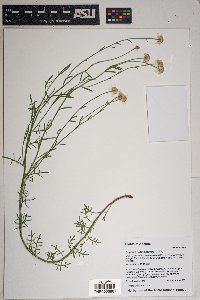 Erigeron neomexicanus image
