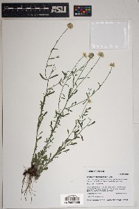Erigeron neomexicanus image