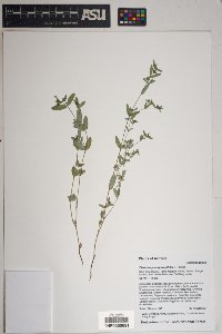 Chamaesyce hyssopifolia image