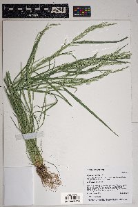 Agrostis exarata image