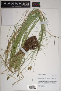 Carex subfusca image
