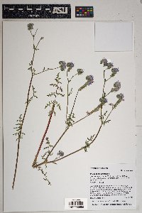 Phacelia distans image