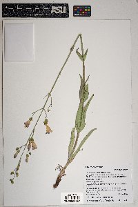 Penstemon nudiflorus image