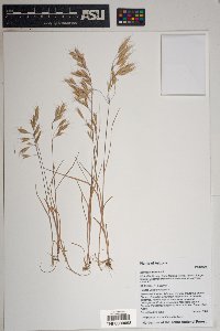 Bromus arvensis image