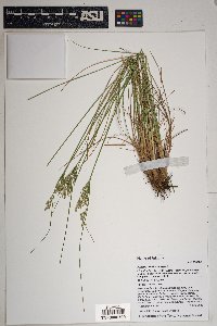 Juncus interior image