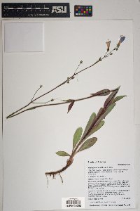 Penstemon nudiflorus image