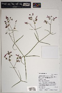 Mirabilis coccinea image