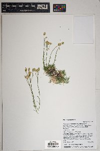 Eremogone aberrans image
