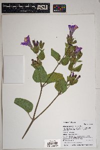 Mirabilis multiflora image