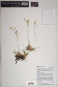 Eremogone aberrans image