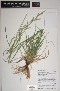Bromus carinatus image