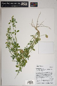 Melilotus indicus image