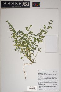 Acmispon brachycarpus image