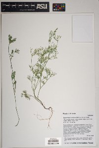 Spermolepis echinata image