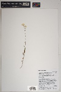 Chylismia claviformis subsp. peeblesii image