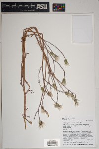 Rafinesquia neomexicana image