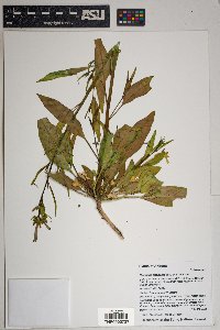 Nicotiana attenuata image