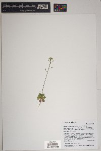 Draba cuneifolia image