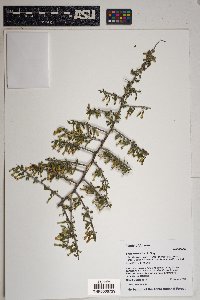 Lycium exsertum image