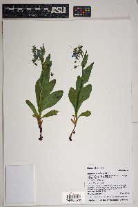 Mertensia macdougalii image