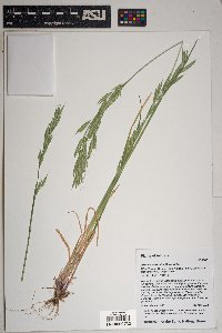 Bromus carinatus image