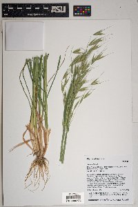 Avena fatua image