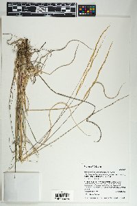 Muhlenbergia virescens image